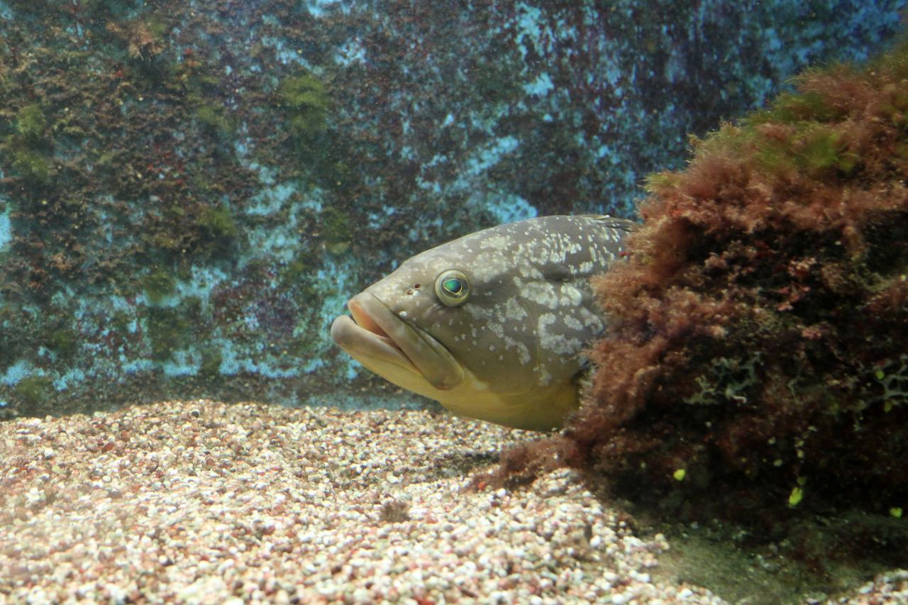 l'aquarium pour la préservation de la biodiversité