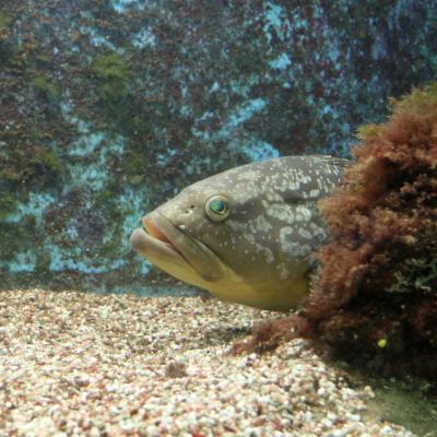 l'aquarium pour la préservation de la biodiversité