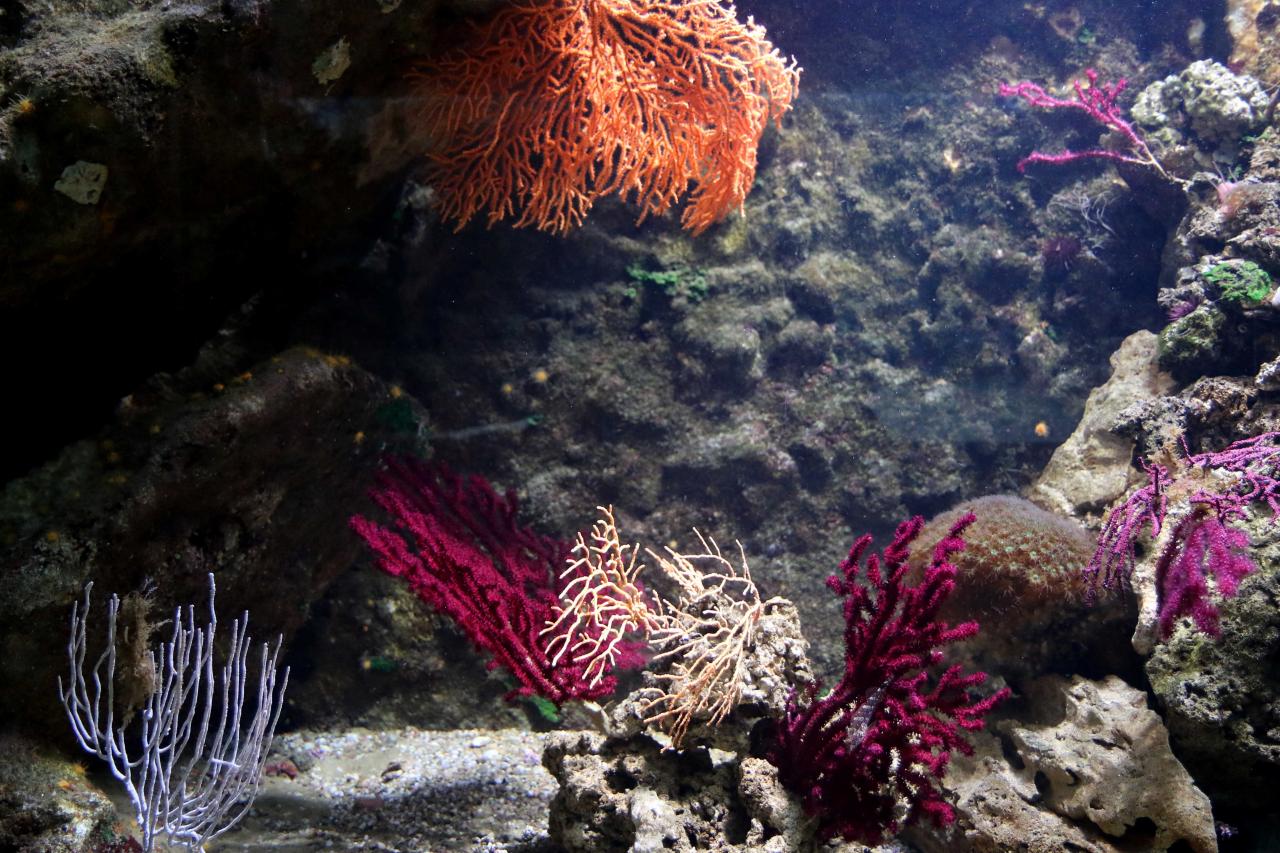 l'aquarium pour la préservation de la biodiversité
