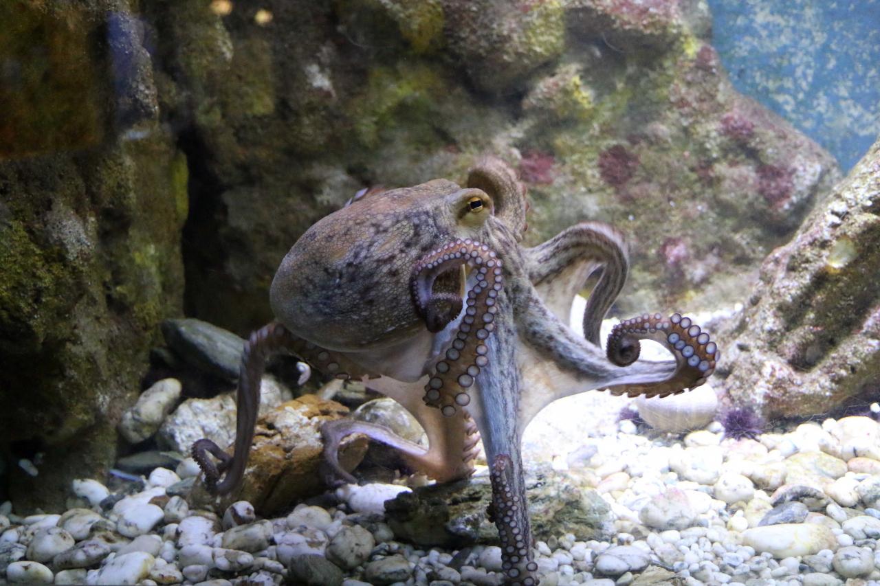 l'aquarium pour la préservation de la biodiversité