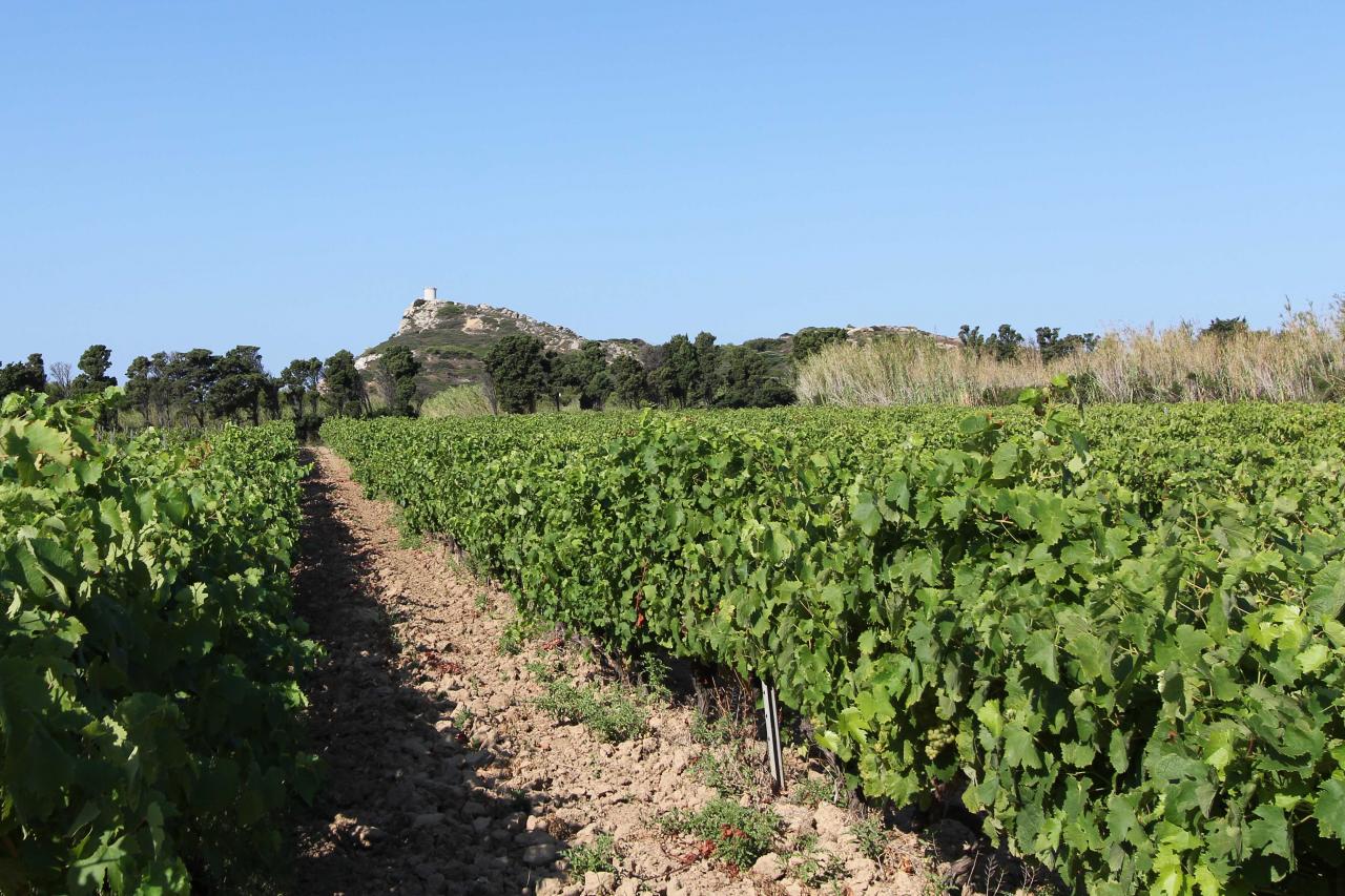 le domaine de l'île des Embiez propose un rosé réputé (vins AOP)