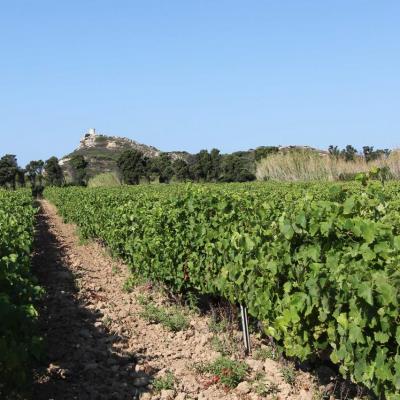 le domaine de l'île des Embiez propose un rosé réputé (vins AOP)