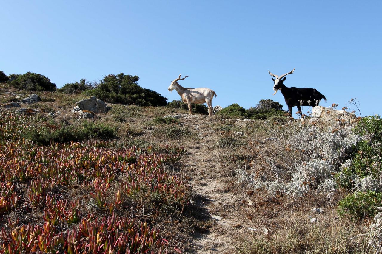 Les deux boucs de l'île pas vraiment sauvages