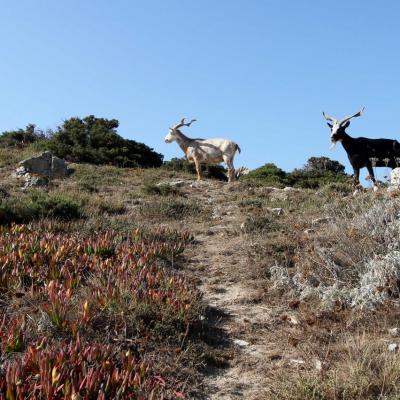 Les deux boucs de l'île pas vraiment sauvages