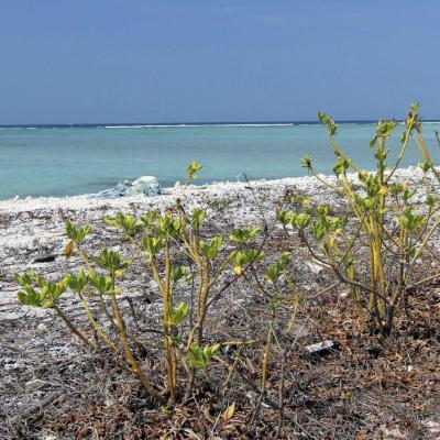 eau turquoise à 30° voire 32° ou plus et Gili Méno en face de nous