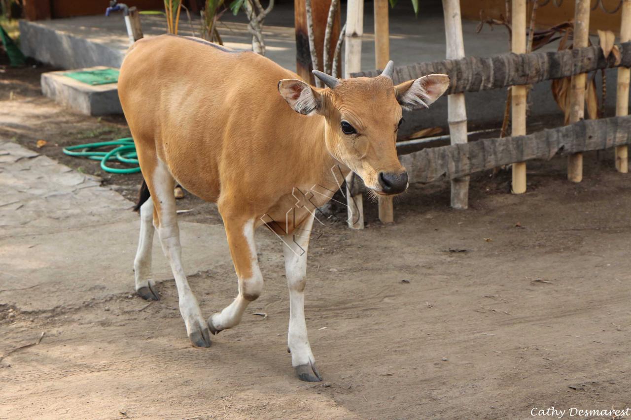 quelques vaches en liberté