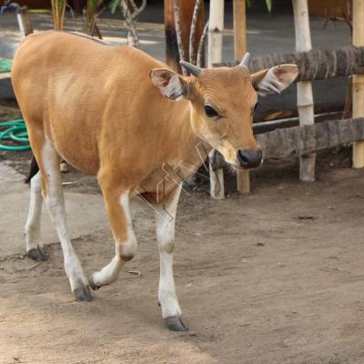 quelques vaches en liberté