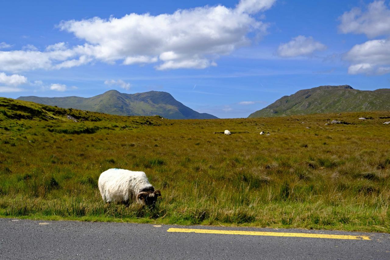 Les moutons font parties intégrantes des paysages irlandais