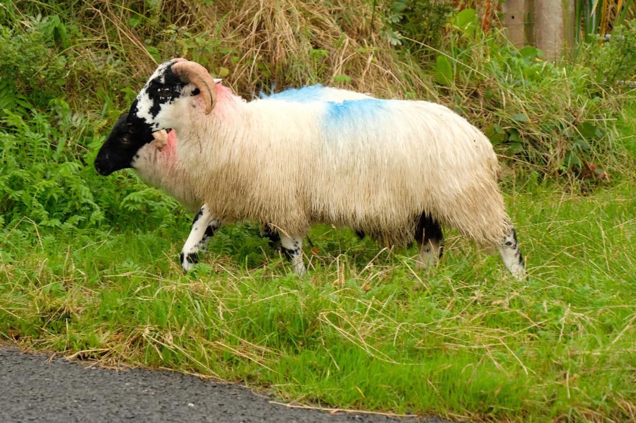 Omniprésents sur les petites routes ces moutons