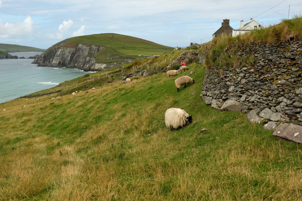 paysage de prairies peuplées de moutons et de maisons isolées.