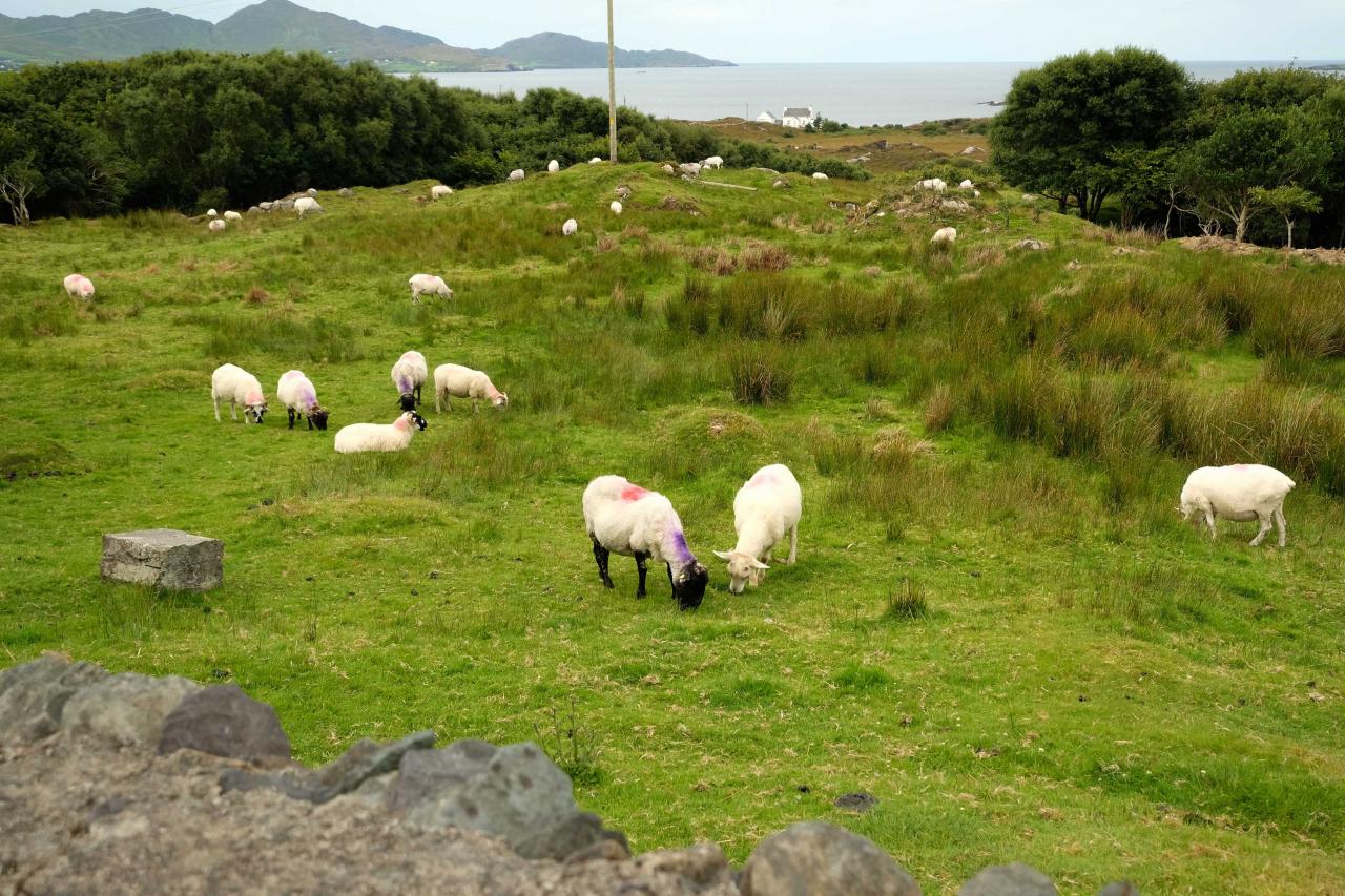 les moutons toujours présents à la sortie du petit village