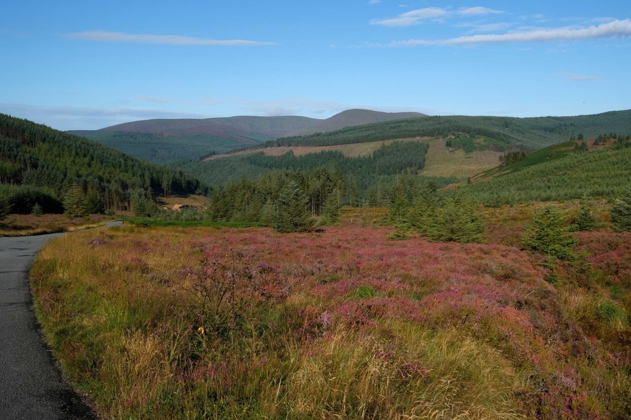 les montagnes du Wicklow, forêts et bruyère, un beau paysage