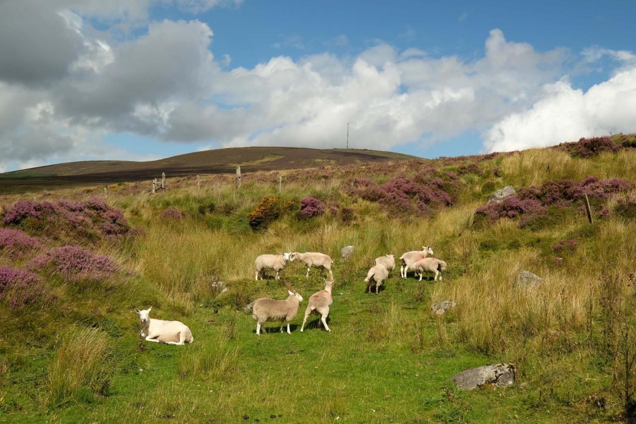 les moutons dans les montagnes du Wicklow (comté en dessous de Dublin)