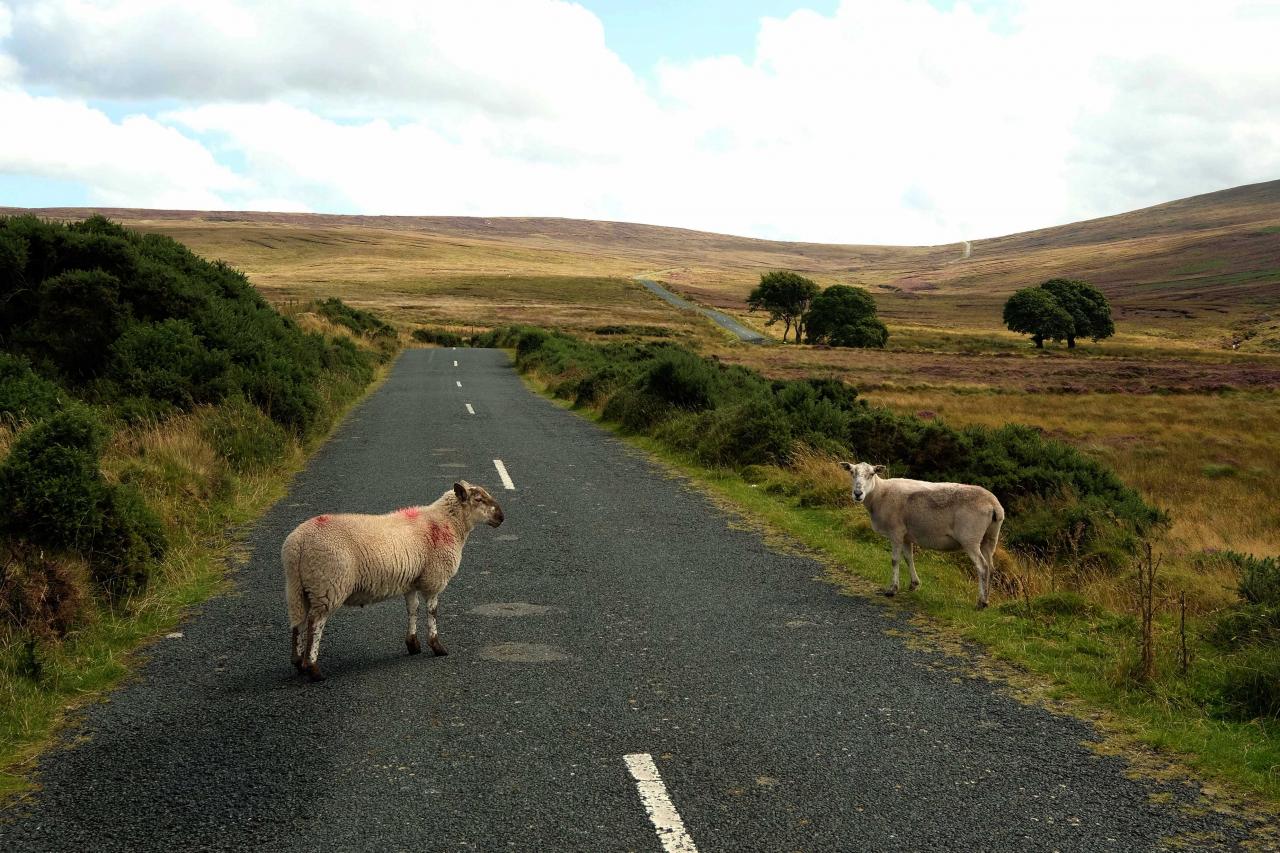 la route traverse les monts du Wicklow et les moutons traversent la route