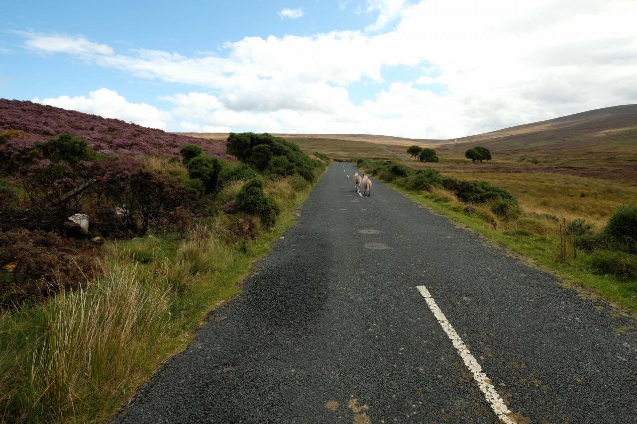  qui traverse de part en part le Parc National des Monts de Wicklow