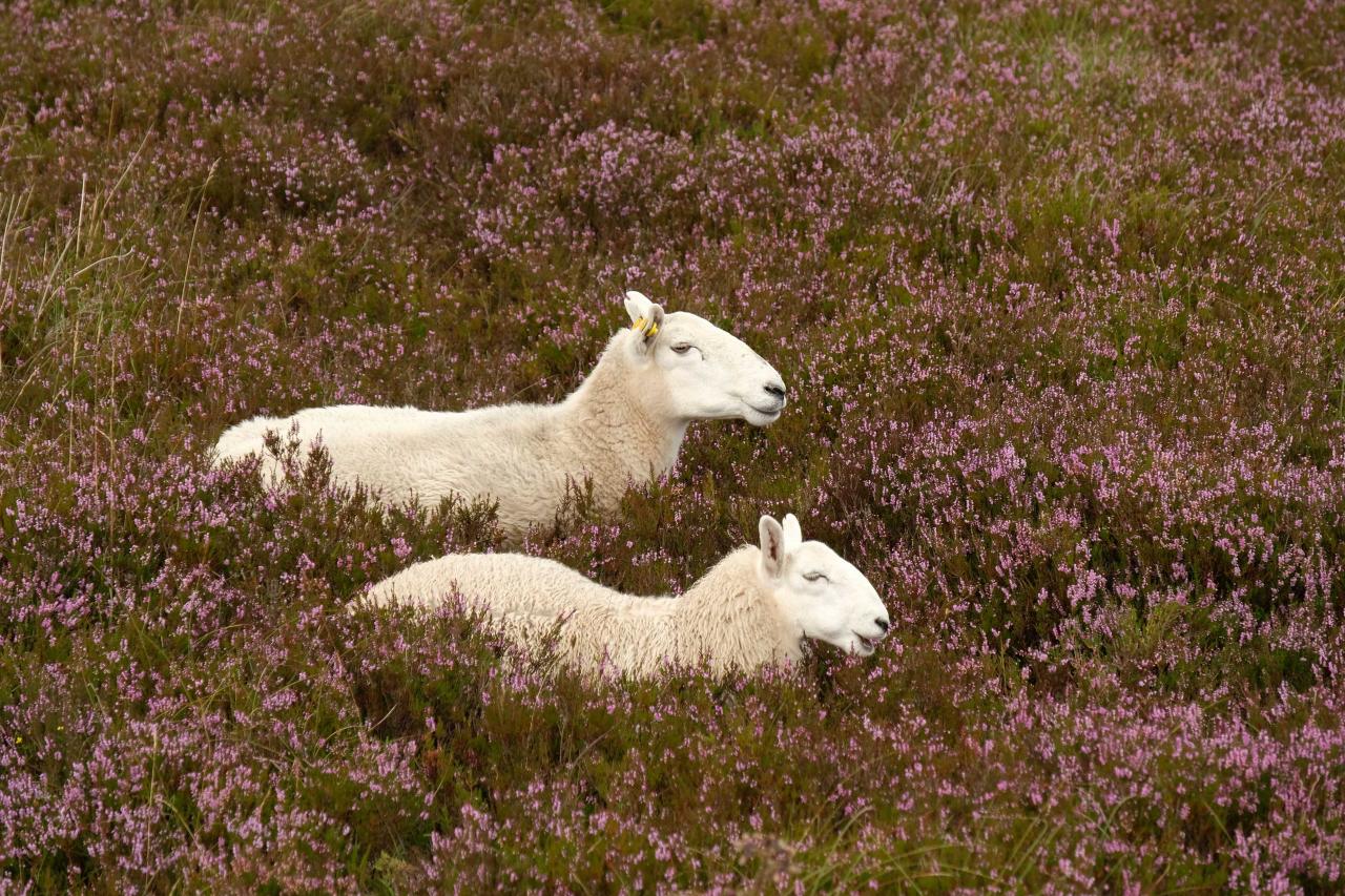 les moutons du Wicklow sont différents de ceux du Connemara