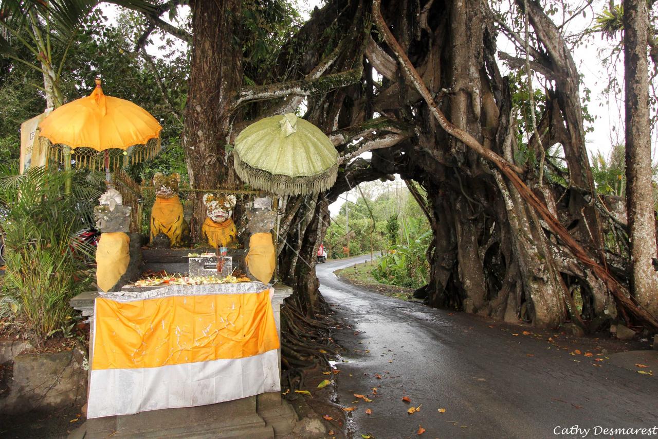 Le Bunut Bolong, l'arbre le plus sacré et le plus vieux de Bali