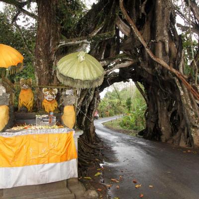 Le Bunut Bolong, l'arbre le plus sacré et le plus vieux de Bali