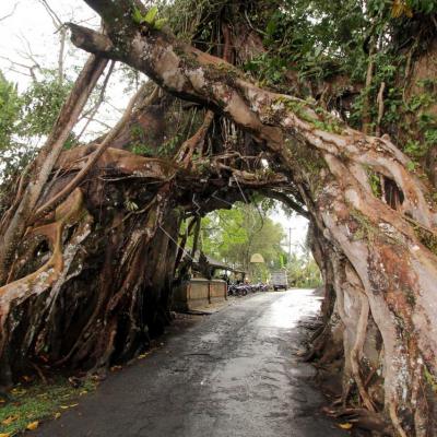 le diamètre  de l'arbre peut accueillir 2 voitures côte à côte