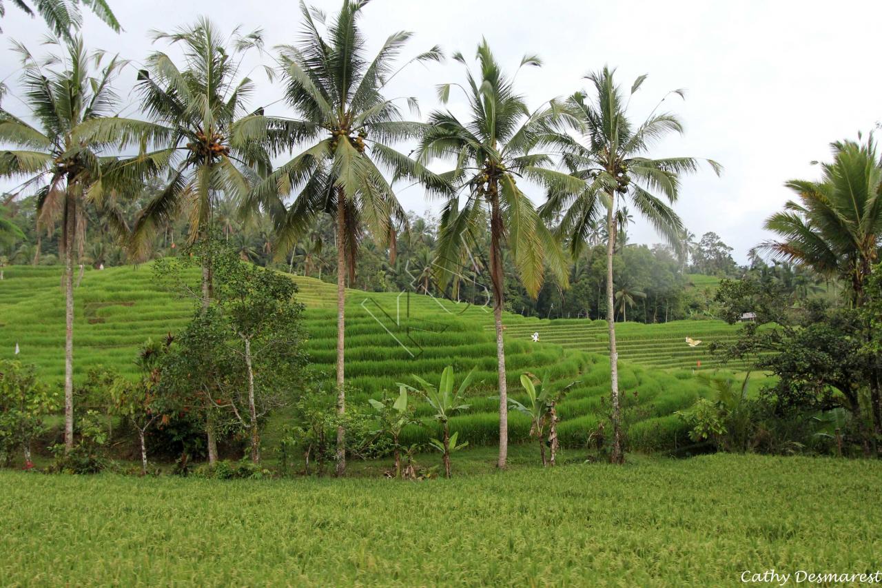 Sur la route de Pupuan, on retrouve les rizières en terrasses
