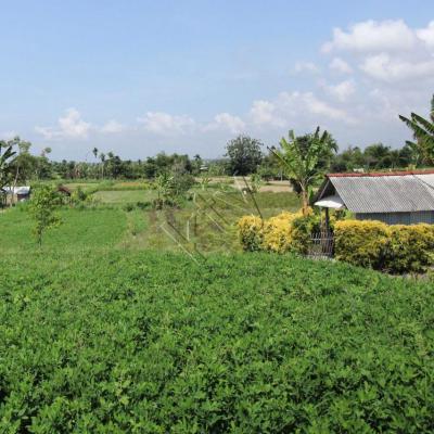 La campagne non loin du centre de Bali