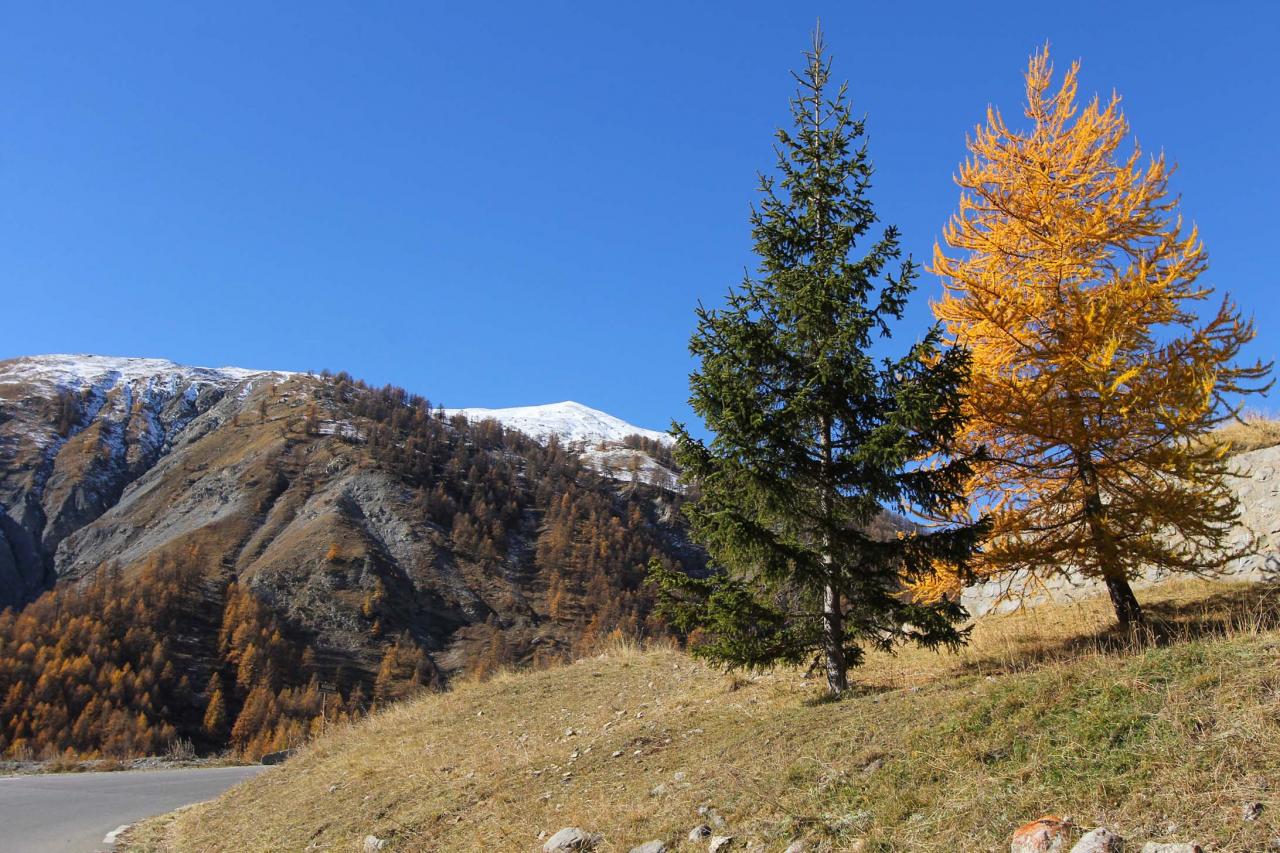 Les couleurs chaudes de l'automne avant la neige ... un régal !