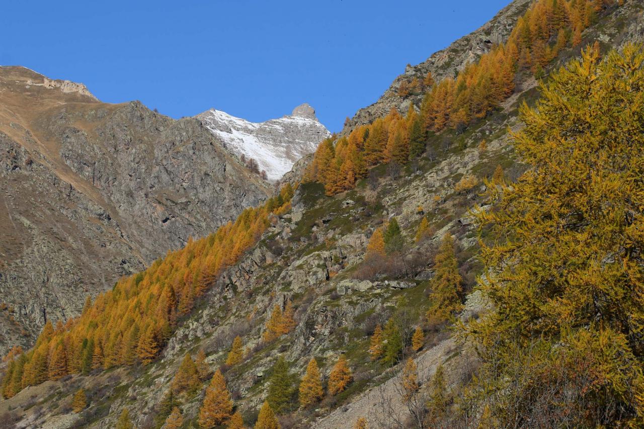 Les couleurs chaudes de l'automne avant la neige ... un régal !