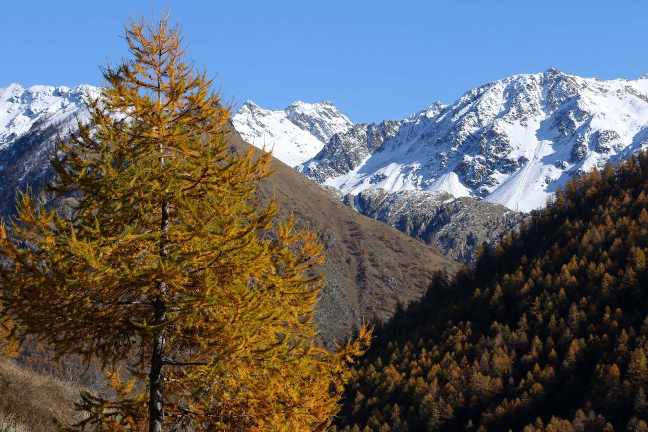 Les couleurs chaudes de l'automne avant la neige ... un régal !