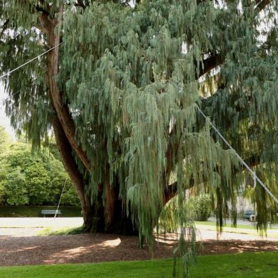 Ce Cyprès du Cachemire a été envoyé sous forme de graine en 1862