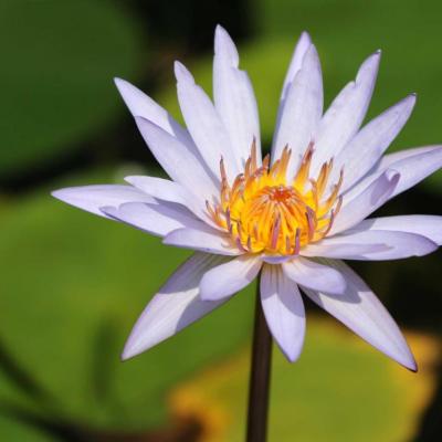 Un phénomène de reflet des eaux fait en sorte que chaleur et humidité 