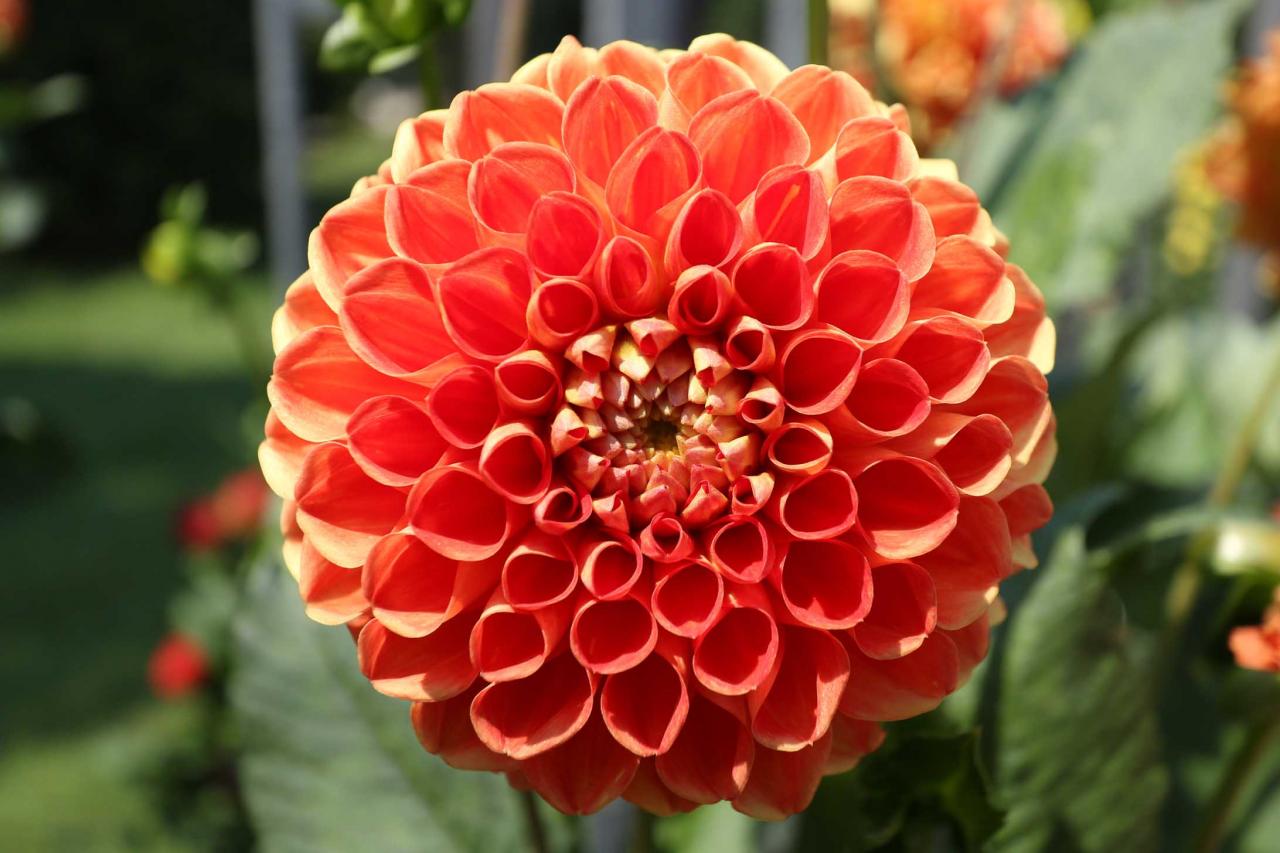 Labyrinthe des dahlias : plus de 350 variétés dans un jeu des couleurs et formes...