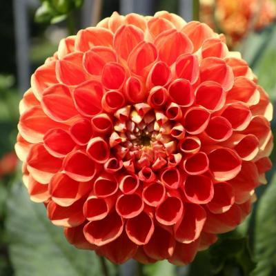 Labyrinthe des dahlias : plus de 350 variétés dans un jeu des couleurs et formes...