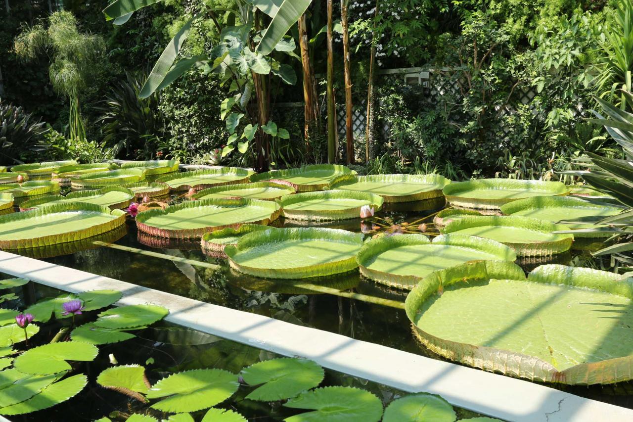 la majestueuse Victoria Cruziana : monstres exotiques, nénuphar géant