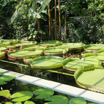 la majestueuse Victoria Cruziana : monstres exotiques, nénuphar géant