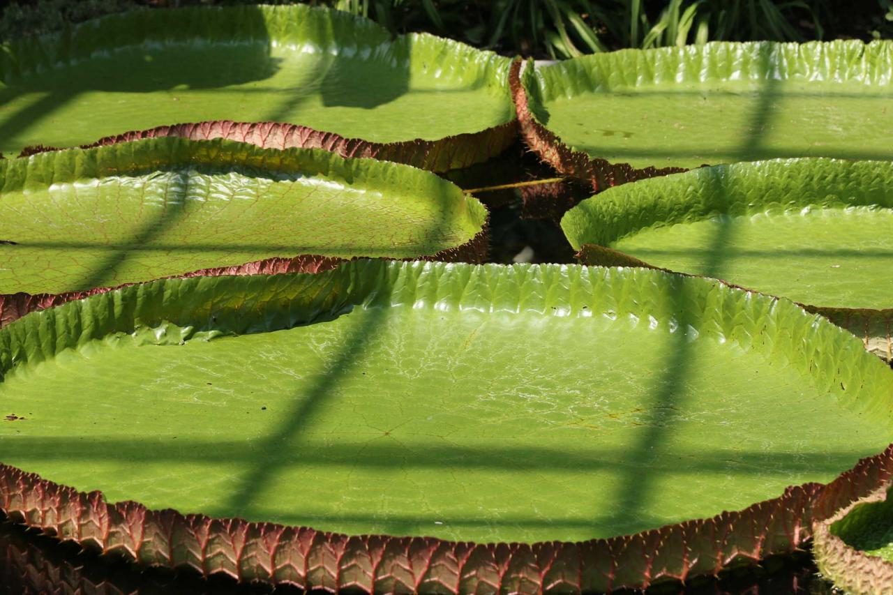 les feuilles peuvent atteindre 2m de long, l'eau est maintenue à 30°