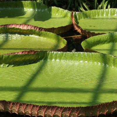 les feuilles peuvent atteindre 2m de long, l'eau est maintenue à 30°