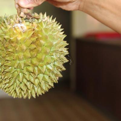 Le durian fruit à l'odeur très désagréable mais semble t-il très bon