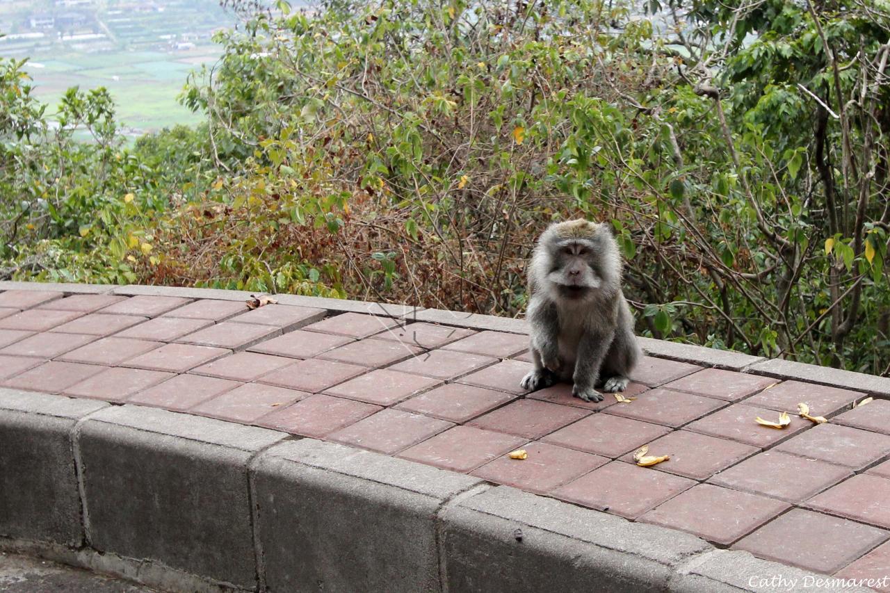 le macaque sur les bords de la route au dessus de Bedugul_GF