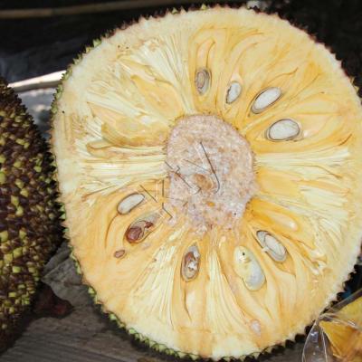 Le nangka fruit du jaquier_GF