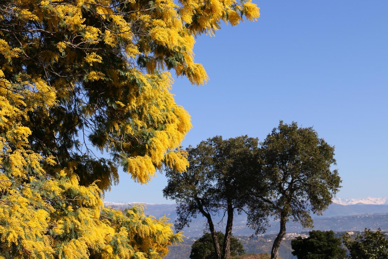 Le massif du Tanneron, massif du mimosa, surplombe Mandelieu