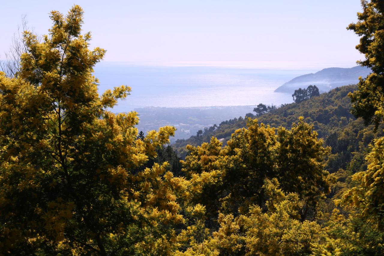 Le massif du Tanneron, massif du mimosa, surplombe Mandelieu