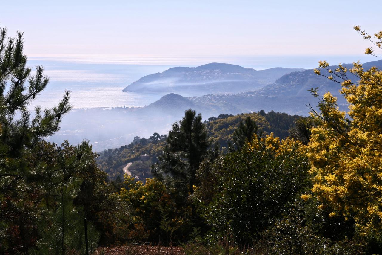 Le massif du Tanneron, massif du mimosa, surplombe Mandelieu