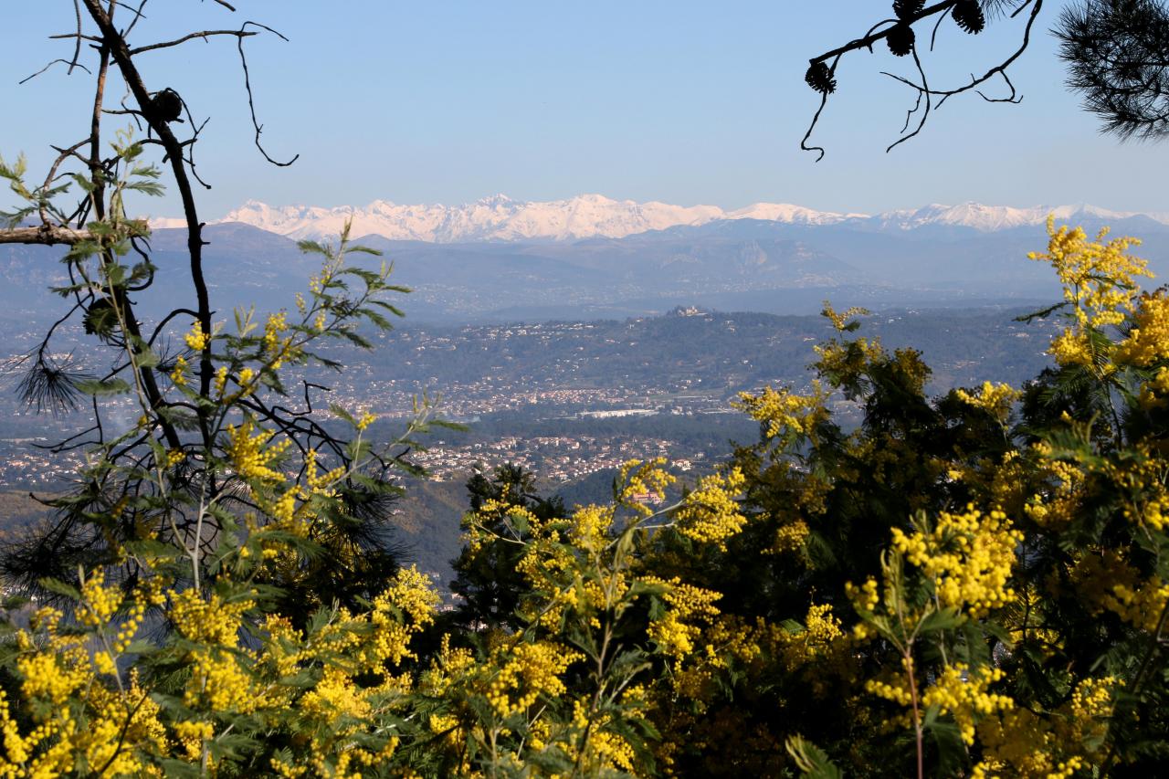 Le massif du Tanneron, massif du mimosa, surplombe Mandelieu