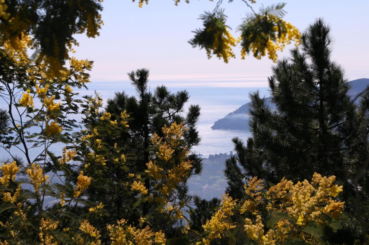 Le massif du Tanneron, massif du mimosa, surplombe Mandelieu