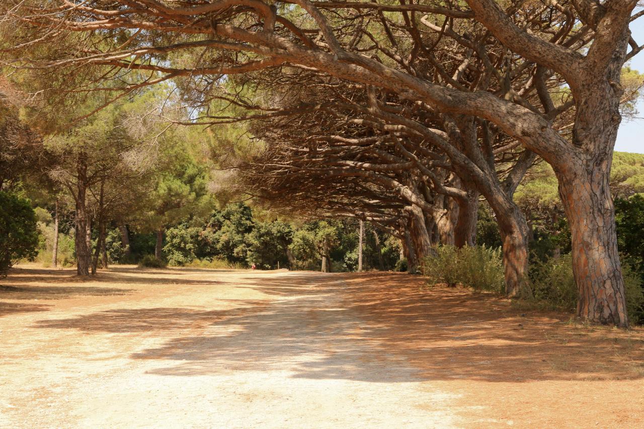 les chemins de Porquerolles toujours vides, il est midi !