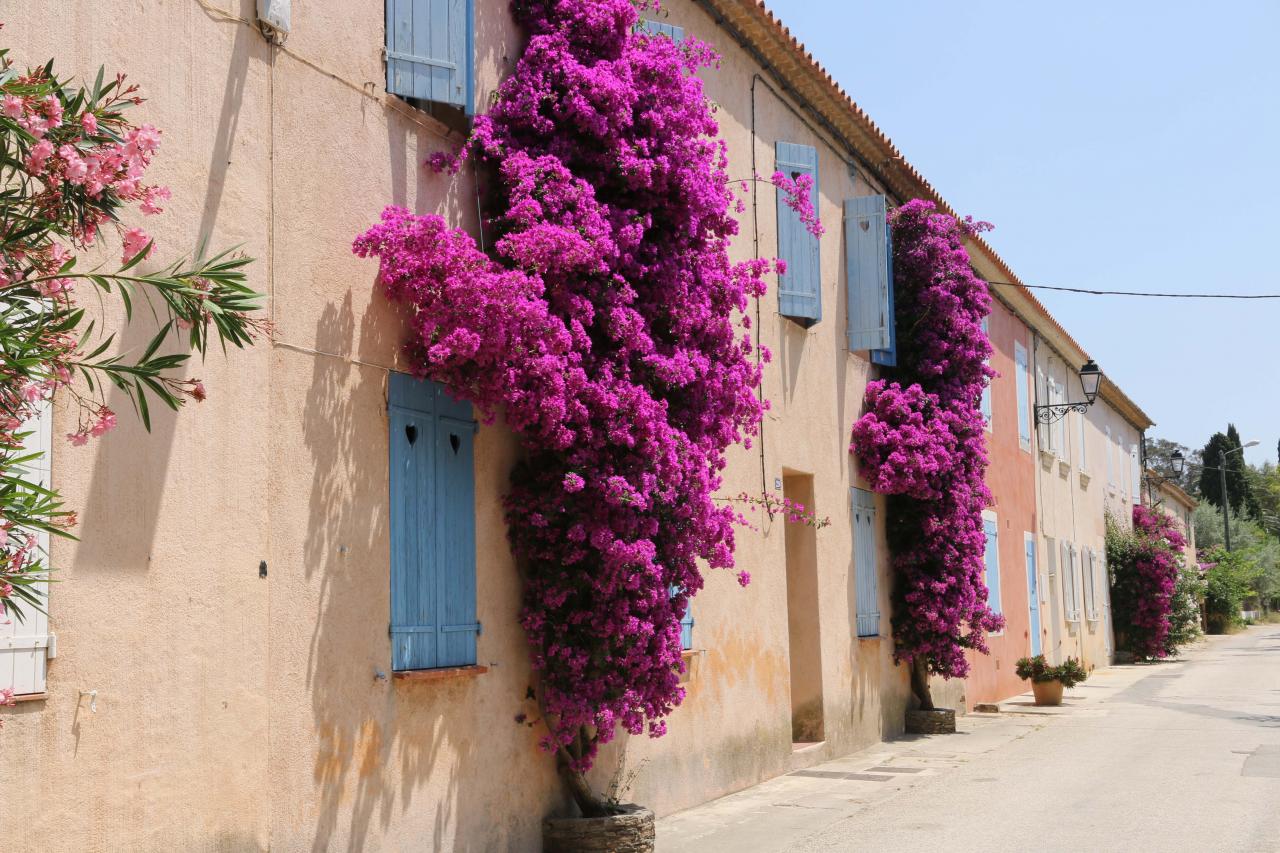 Porquerolles - Le village et ses maisons fleuries