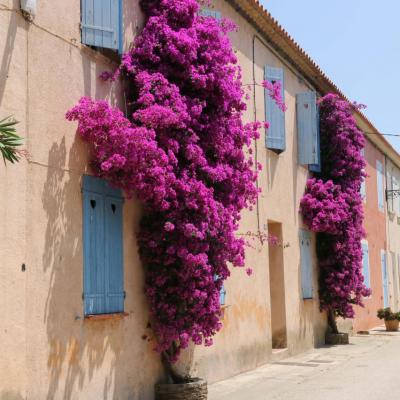 Porquerolles - Le village et ses maisons fleuries