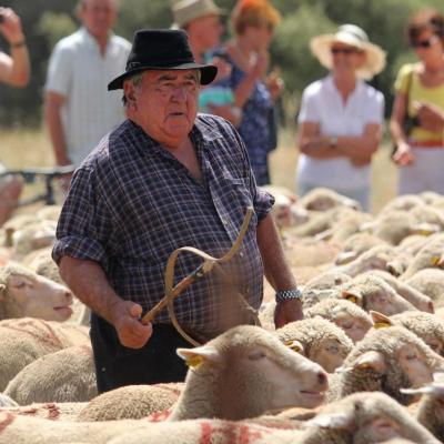 Arrivée au plateau de la Crau avant le départ pour les Alpes