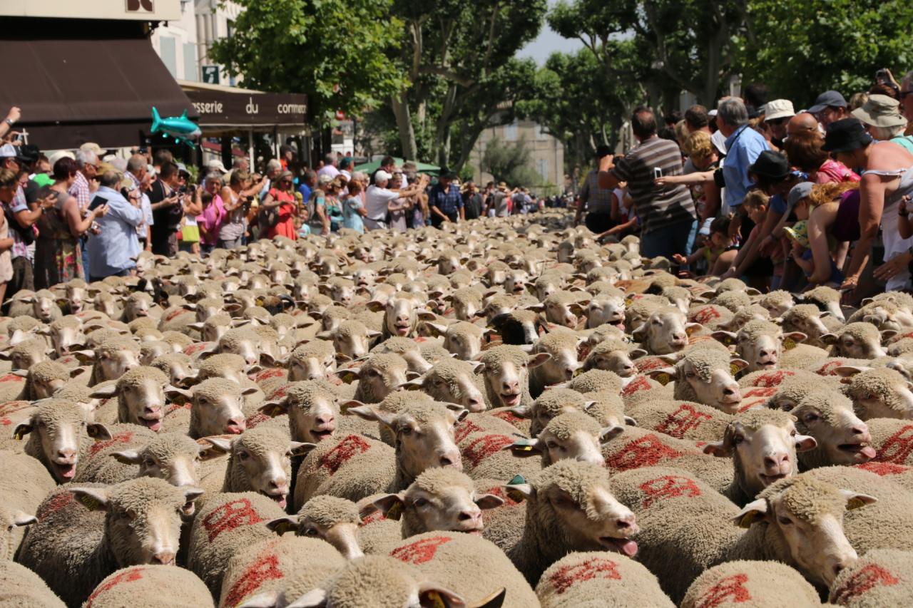 Transhumance de St Rémy-de-Provence