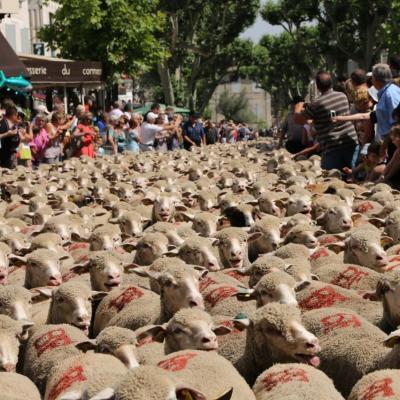 Transhumance de St Rémy-de-Provence